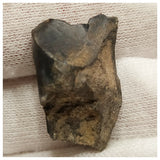 10135 - Top Rare Ouranosaurus 0.98'' Hadrosaurid Dinosaur Tooth Cretaceous Elrhaz Fm