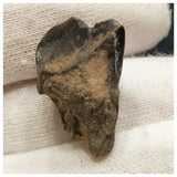 10135 - Top Rare Ouranosaurus 0.98'' Hadrosaurid Dinosaur Tooth Cretaceous Elrhaz Fm