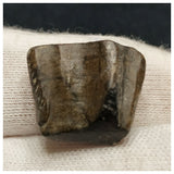 10137 - Top Rare Ouranosaurus 0.70'' Hadrosaurid Dinosaur Tooth Cretaceous Elrhaz Fm