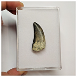 T42 - Rare Eocarcharia dinops Dinosaur Tooth - Cretaceous Elrhaz Fm Tenere Desert