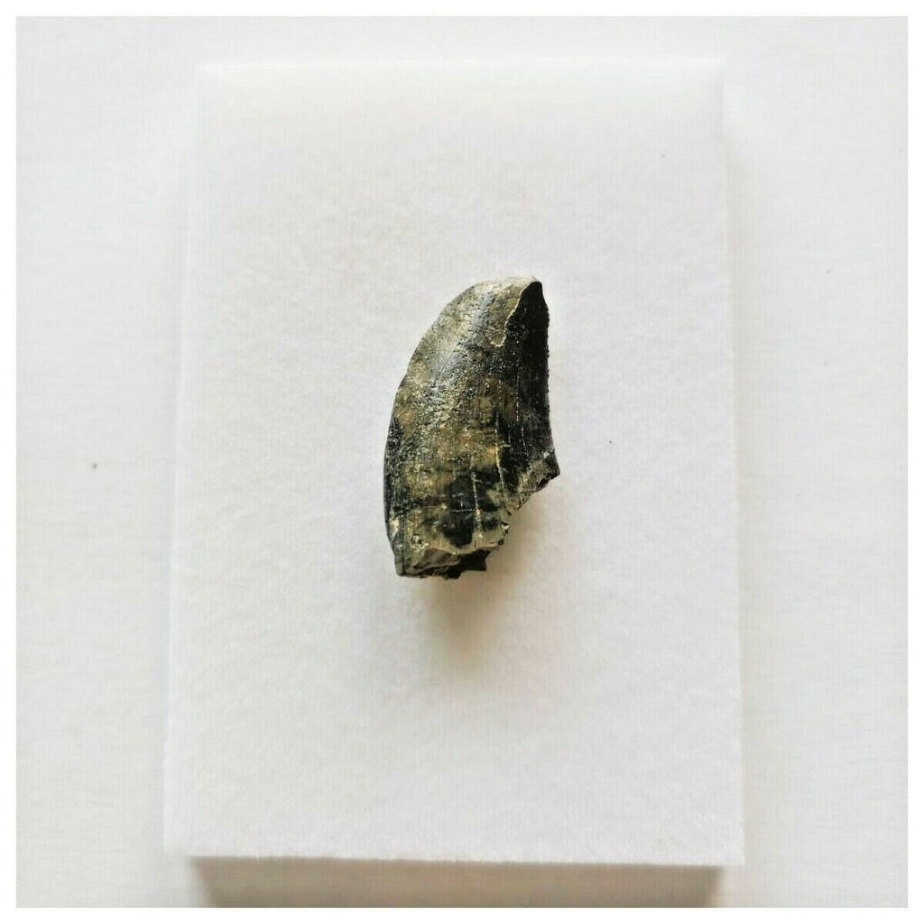 J47- Rare Eocarcharia dinops Dinosaur Tooth - Cretaceous Elrhaz Fm Tenere Desert