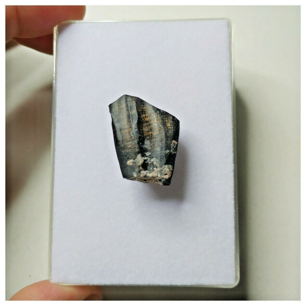 S13 - Ouranosaurus nigeriensis Basal Hadrosaur Dinosaur Tooth Cretaceous Elrhaz Fm