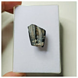 S13 - Ouranosaurus nigeriensis Basal Hadrosaur Dinosaur Tooth Cretaceous Elrhaz Fm