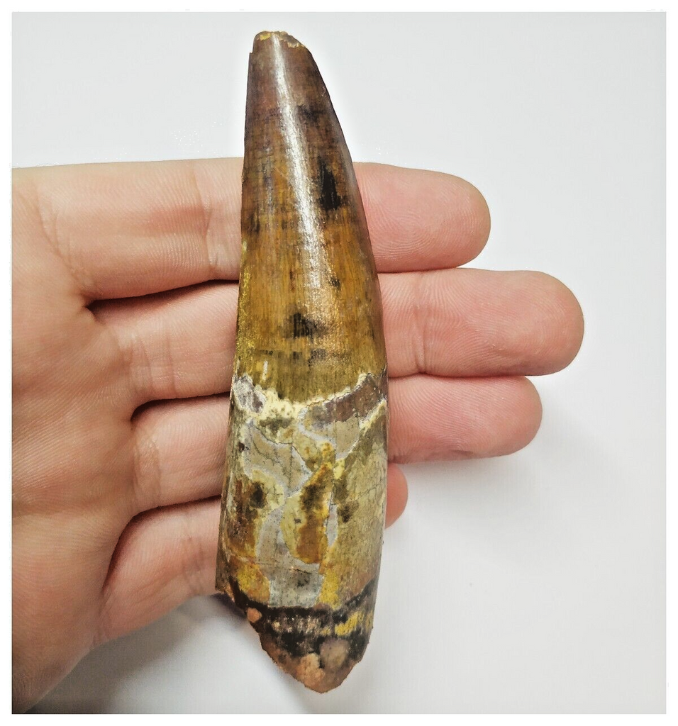 T56 - Amazing Rooted 3.89 Inch Spinosaurus Dinosaur Tooth Cretaceous KemKem Beds