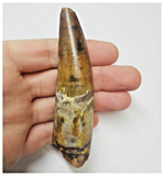 T56 - Amazing Rooted 3.89 Inch Spinosaurus Dinosaur Tooth Cretaceous KemKem Beds