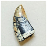 JS12 - Rare Afrovenator abakensis Megalosaurid Dinosaur Tooth Jurassic Tiouraren Fm