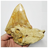 T123 - Finest Quality Serrated 3.26'' Megalodon Tooth in Matrix Indonesia Location