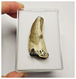 T22 - Rare Suchomimus tenerensis Dinosaur Tooth Lower Cretaceous Elrhaz Fm