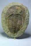 R374 & R323 Cambropallas + Myopsolenites Trilobites - Order Krumenacker