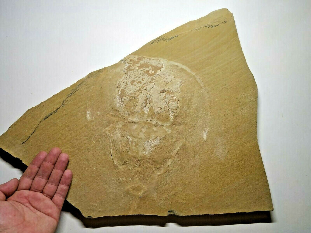 A14 & A24 9.84'' Yunnanolimulus luopingensis Middle Triassic Horseshoe Crab + 3 Elasmosaur Huge Vertebra Bones - Order 143934987686