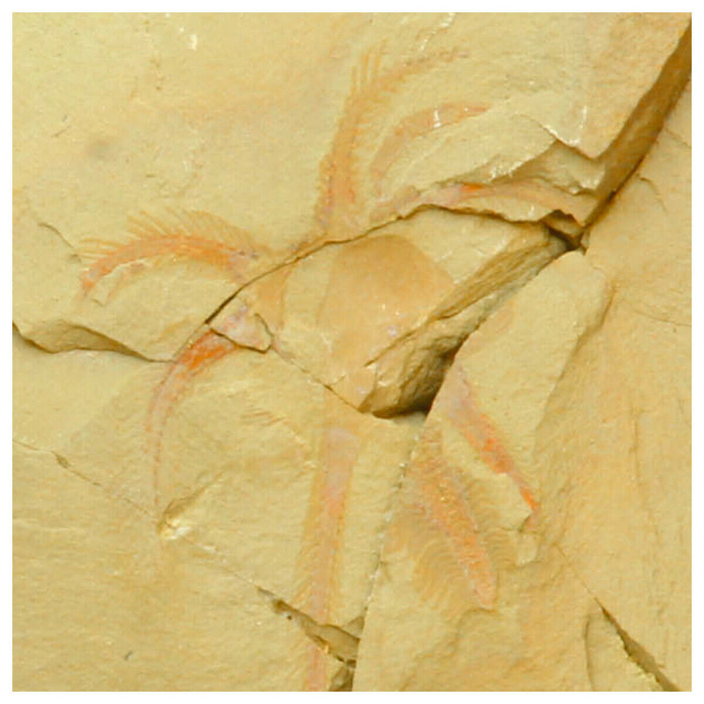 M8-Exceptional Soft Bodied Marrellomorph (Furca mauretanica) Ordovician Fezouata - Order Eric W