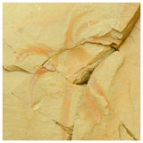 M8-Exceptional Soft Bodied Marrellomorph (Furca mauretanica) Ordovician Fezouata - Order Eric W