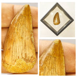 S4 + N24 + R13 Carcharodontosaurus tooth + Prognathodon Tooth + Asaphid Trilobite - 143947228054