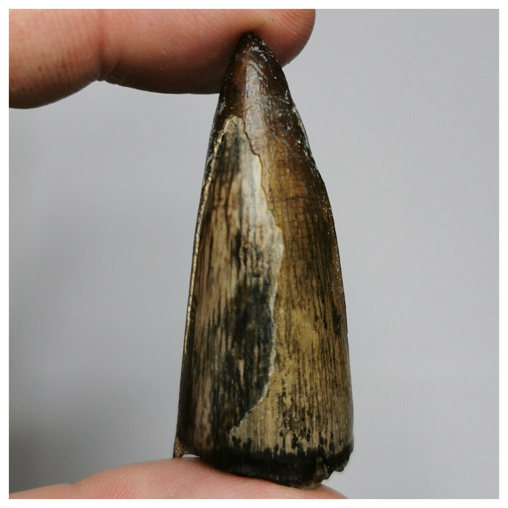 N16-Huge 1.92'' Sarcosuchus imperator Crocodile Tooth Cretaceous Elrhaz Fm Niger