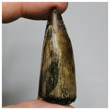 N16-Huge 1.92'' Sarcosuchus imperator Crocodile Tooth Cretaceous Elrhaz Fm Niger