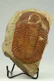 C42 & A19 Uncommon Unidentified Nileid Lower Ordovician Trilobite + Aglaspid 2.16'' Tremaglaspis unite Lower Ordovician Fezouata Fm - Order (143936039026)