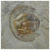 R284 - Finest Grade 0.98 Inch Nankinolithus sp Lower Ordovician Trilobite - Order Elberfeld