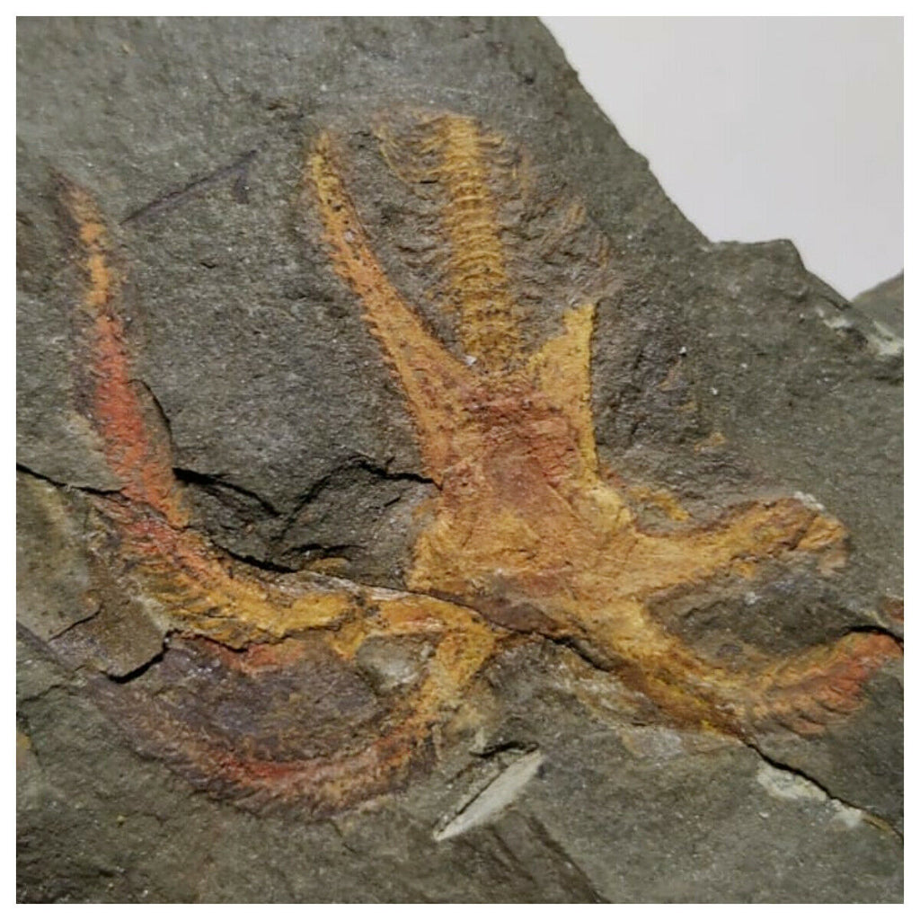 A18- Exceptional Soft Bodied Marrellomorph Furca mauretanica Ordovician Fezouata(143935020877)