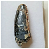 S33 - Rare Afrovenator abakensis Megalosaurid Dinosaur Tooth Jurassic Tiouraren Fm