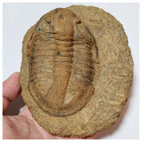 S4 + N24 + R13 Carcharodontosaurus tooth + Prognathodon Tooth + Asaphid Trilobite - 143947228054