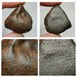 N4, N13 & T108 2 Complete Oriented NWA 859 TAZA Iron Plessitic Octahedrite Meteorites + New NWA 13472 LL4-6 Ordinary Chondrite Meteorite 30g - Mohammed Order