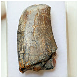 S30 - Rare Eocarcharia dinops Dinosaur Tooth - Cretaceous Elrhaz Fm Tenere Desert