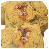 M5 - Exceptional Soft Bodied Marrellomorph (Furca mauretanica) Ordovician Fezouata - Krumenacker Order