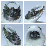 R263/R264/R276/R33 Harpes, Acanthopyge, Psedosaukianda & Drotops Trilobites - Order Travis