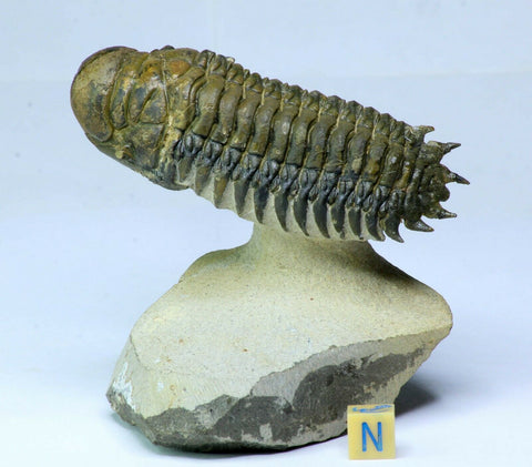 R260 - Nicely Prepared 3.54 Inch Crotalocephalina gibbus Devonian Trilobite - Loudon Order