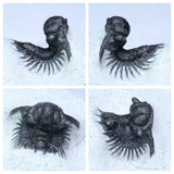 R263/R264/R276/R33 Harpes, Acanthopyge, Psedosaukianda & Drotops Trilobites - Order Travis