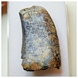 S30 - Rare Eocarcharia dinops Dinosaur Tooth - Cretaceous Elrhaz Fm Tenere Desert