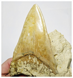 T127 - Finest Quality Serrated 4.13'' Megalodon Tooth in Matrix Indonesia Location