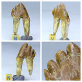 V84 & R303 Spinosaurus tooth + Basilosaurus tooth - Order Whitford