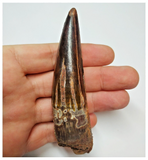 T55- Amazing Black 4.01 Inch Spinosaurus Dinosaur Tooth - Cretaceous KemKem Beds