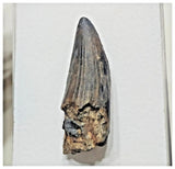 F4 - Rare Suchomimus tenerensis Dinosaur Tooth Cretaceous Elrhaz Fm Tenere Desert