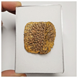 T236 - Nicely Preserved Upper Cretaceous Crocodile Dermal Scute Bone KemKem Beds