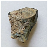 S50 - Ouranosaurus nigeriensis Basal Hadrosaur Dinosaur Tooth Cretaceous Elrhaz Fm