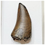 E6 - Rare Eocarcharia dinops Dinosaur Tooth - Cretaceous Elrhaz Fm Tenere Desert