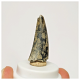 S34 - Rare Afrovenator abakensis Megalosaurid Dinosaur Tooth Jurassic Tiouraren Fm