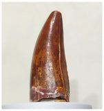 G55 - Finest 1.53'' Carcharodontosaurus Dinosaur Premaxillary Tooth Cretaceous
