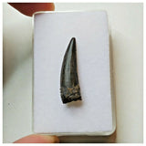 S42 - Exceedingly Rare Suchomimus tenerensis Dinosaur Tooth - Elrhaz Fm - Niger