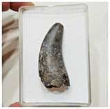 E4- Rare Eocarcharia dinops Dinosaur Tooth - Cretaceous Elrhaz Fm Tenere Desert