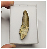 T16 - Rare Suchomimus tenerensis Dinosaur Tooth Lower Cretaceous Elrhaz Fm