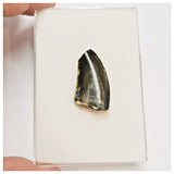 JS44 - Rare Eocarcharia dinops Dinosaur Tooth - Cretaceous Elrhaz Fm Tenere Desert