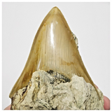 T121 - Finest Quality Serrated 3.22'' Megalodon Tooth in Matrix Indonesia Location