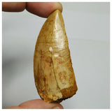 Great lot of 3 Carcharodontosaurus Dinosaur Teeth KemKem Beds