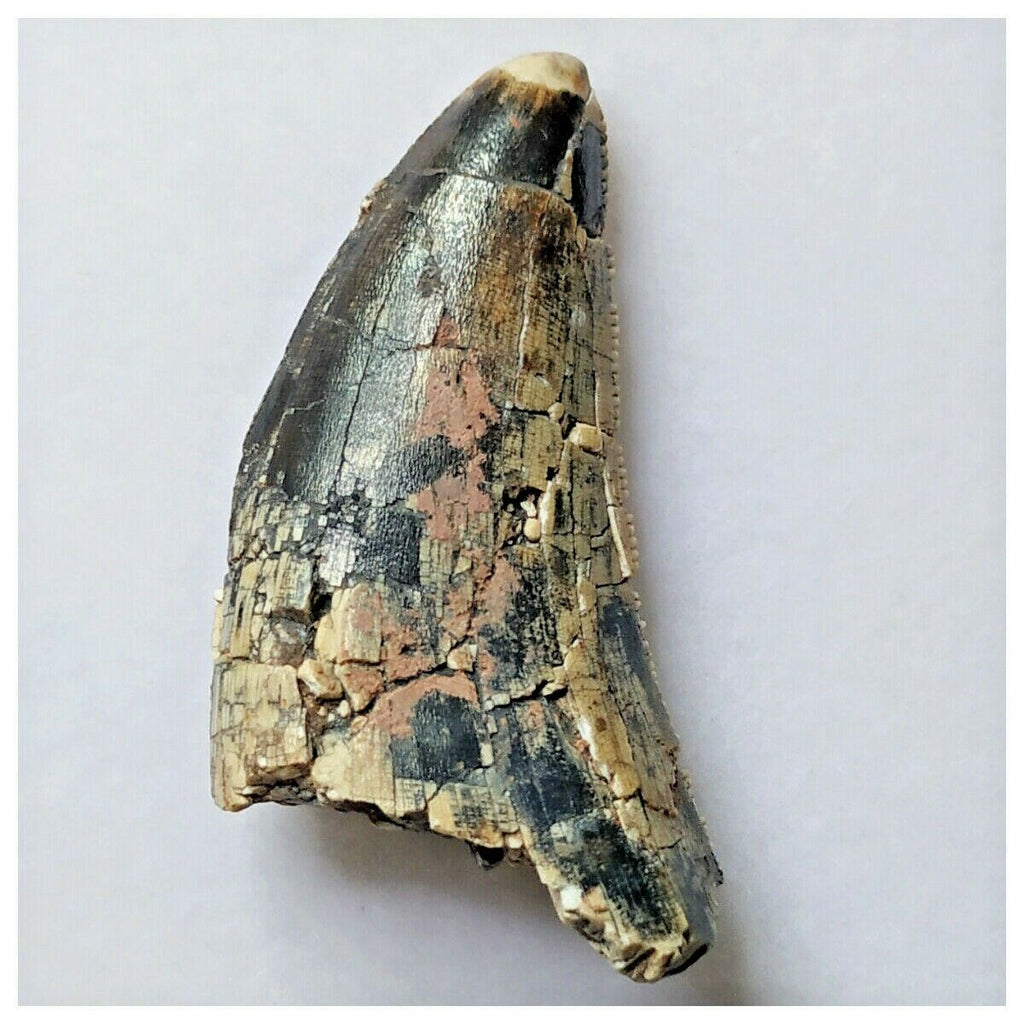 S3 - Rare Afrovenator abakensis Theropod Dinosaur Tooth - Jurassic Tiouraren Fm