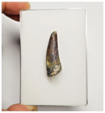 T177 - Rare Suchomimus tenerensis Dinosaur Tooth Lower Cretaceous Elrhaz Fm