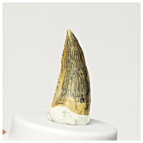SJ313 - Finest Grade 0.78'' Abelisaurid Dinosaur Tooth Upper Cretaceous KemKem