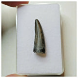 S43 - Exceedingly Rare Suchomimus tenerensis Dinosaur Tooth - Elrhaz Fm - Niger